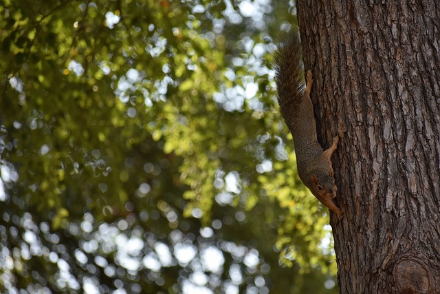 给球迷们带 给球迷们带